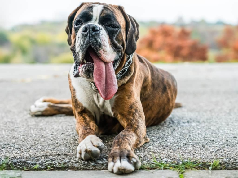 The Drool Crew: Five Slobbery Dog Breeds